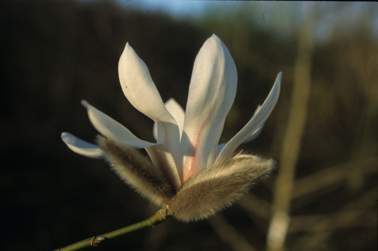 magnolia biondii